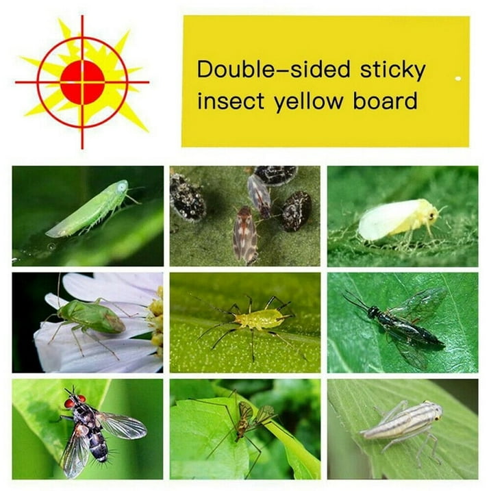 JahyShow 48Pcs Sticky Fly Traps for Fruit Flies Gnat Out/Indoor Plant Fly Traps Catcher